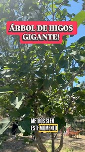 El higo un árbol maravilloso que tiene una particularidad a la hora de reproducirlo! Se hace a través de esquejes y no es difícil de hacer! #higo #jardin #plantas #árbol | Planeta Jardin