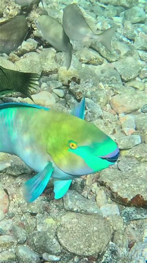 Rusty Parrotfish Feeding in a Packed Reef 🐟🌀🌊
