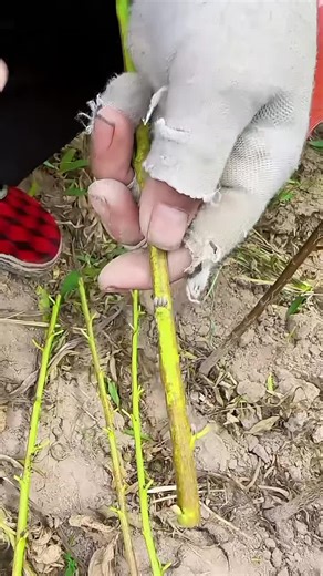 Understanding Grafting Techniques for Better Plants