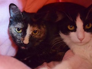 UPDATE: Luna has been adopted and Tori is still in need of a home. 10-month-old bonded shelter sisters Luna and Tori are looking for a patient adopter who can bring them both home! They’ve been in foster care for some time and are now ready for adoption. The sisters are very shy and staff members mention they both have different temperaments. Luna is a tad feisty but enjoys the right amount of pets. Tori the tortie is shy but very sweet and enjoys attention once she warms up to you. They are bot