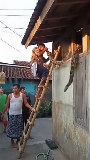 Snakes Disturb Residents #snakerescue #snakers #shorts