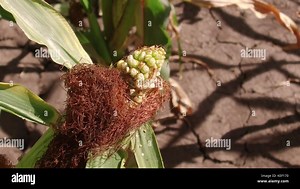 Worm is a pest on corn. Corn field agriculture. corn farm green grass agriculture united states the nature video usa corn farm Stock Photo - Alamy
