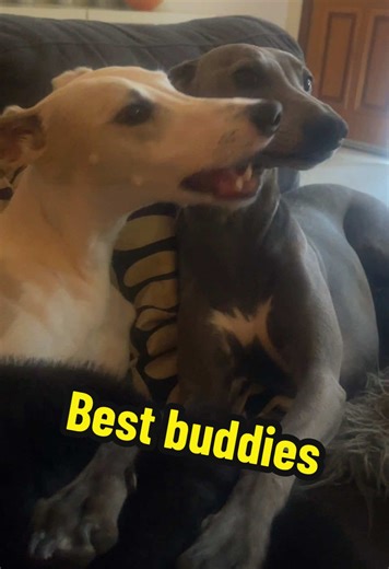 Two whippet boys, double the zoomies, double the naps, and double the fun! 🐶From chasing each other at full speed to snuggling by night—life’s better with your best buddy! #WhippetLife #BestBuds