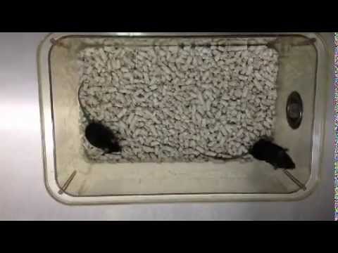 Effective Gene Therapy Treatment In Mice | Rett Syndrome Research Trust