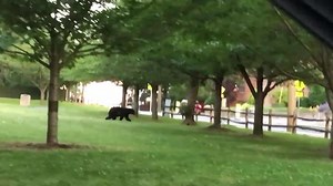 News crew follows bear through New York streets
