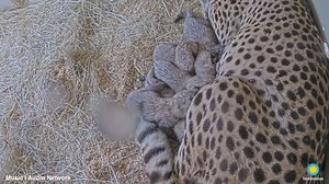 🐆🥰 Cheetah cuddle party! Meet the newest members of our Zoo family, born Sept. 12 at our Front Royal, Virginia, campus. Mother Echo is doing an amazing job caring for her cubs—three boys and two girls—and the newborns appear strong, active, vocal and are nursing well. See if you can spot them on the Cheetah Cub Cam (they may be out of view at times). 📽️👀TUNE IN: https://s.si.edu/48rXwSD. . . . 🐆❓🐆 Two males, Asante and Flash, bred with Echo in spring; one—or both—could be the father(s)! We