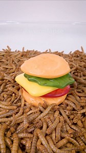 Mealworms vs. Candy hamburger | WormLapse