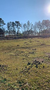 Our piglets frequently roam over a 100 yards from there mama. We don’t fence in any of our piglets. They get to roam and forage wherever they please! This offers a great foundation making a far healthier pork chop many months from now! | Streeter Heritage Farms