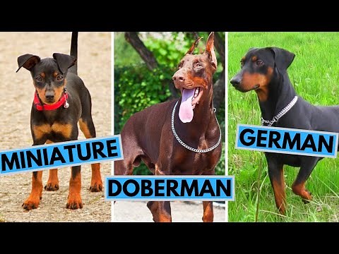 Doberman Pinscher vs Miniature Pinscher vs German Pinscher