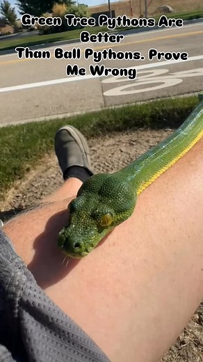 21K views · 3.7K reactions | What am I missing? No hard feelings either way unless you say corn snakes are better then we’re gonna have some issues. #gtp #aru #biak #greentreepython #python #pythons #snake #snakes #snek #reptile #reptiles #reptilesofinstagram #reptilelover #reptilekeeper #pet #pets #daily #instagram #tiktok #reels #cute #fun #happy #ballpythonsoftiktok #boise #idaho #funny #sorong | Black Lake Reptiles | Facebook