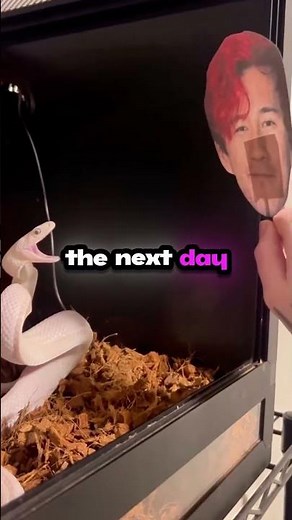 Snake Literally Attacks Markiplier's Face #shorts #snake