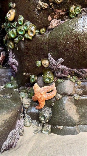 Tide pool exploration on the Tillamook Coast. #tillamookcoast #oregoncoast #beach