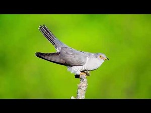 The Enigmatic Call of the Male Common Cuckoo | "Cuck-oo" Song Explained