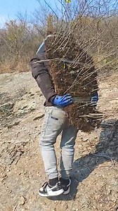 14K views · 16 reactions | Excavated natural saplings | Creative Table | Facebook