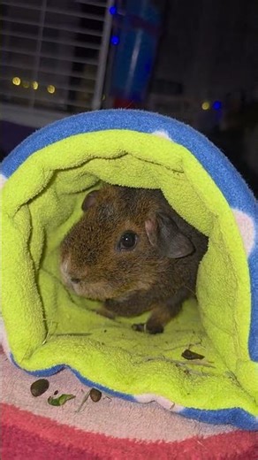 I was born a guinea pig