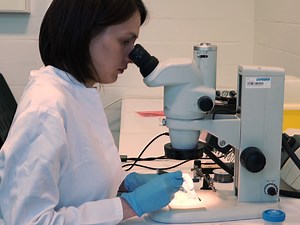 Optogenetic Entrainment of Hippocampal Theta Oscillations in Behaving Mice