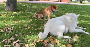 Video by Алан Албегов on Pexels