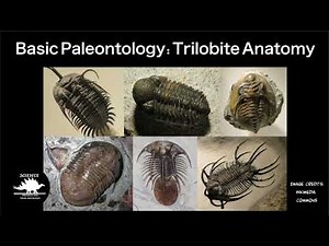 Basic Paleontology: Trilobite Anatomy