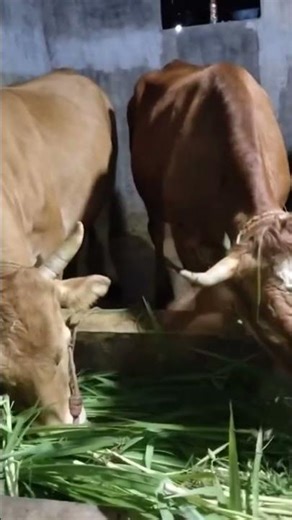 Kroncong Helap #shortvideo #cow #animals #sapi #shortsvideo #bull