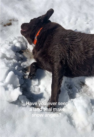 Chocolate Lab Makes Snow Angels: A Joyful Moment