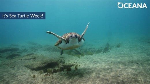 Happy Sea Turtle Week! 🌊🐢 Learn more turtle-y terrific facts with our Marine Life Encyclopedia: https://oceana.ly/3TfMCJ6 | Oceana