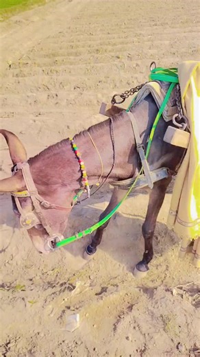 Donkey Plowing: A Colorful Farming Tradition