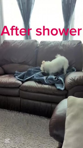 _dog-Flocon_ on TikTok