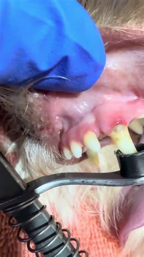 Abscessed tooth root with general dental tartar #theateam #neuterscooter