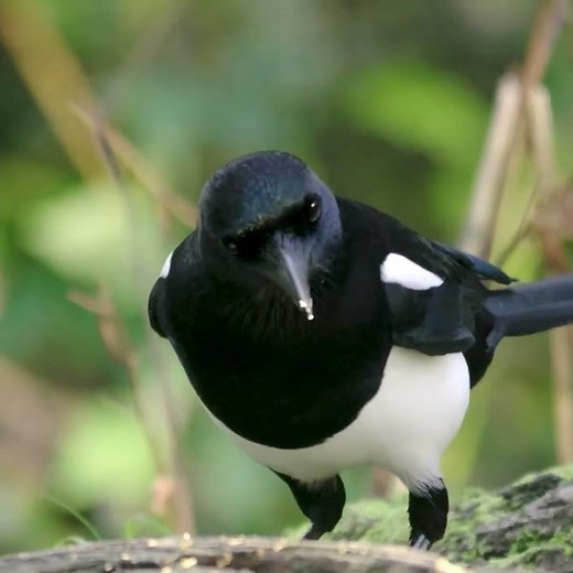 Magpies: 7 Types of the Smartest Birds in the World 🐦 | Eurasian, Black-billed & More!