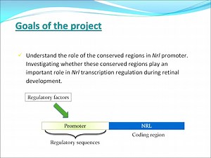 Conf6 Developmental regulation of the basic motif Leucine zipper NRL a major rodinducing transcription factor