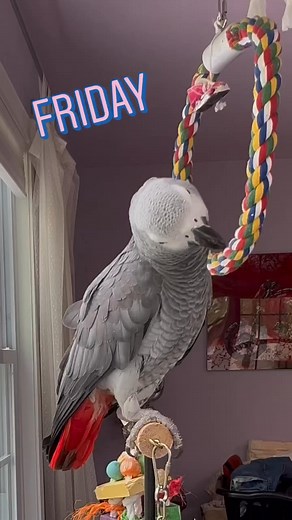 40 reactions | Friday and I’m feeling good, it’s been a week without my poncho and dad says I doing so well that I hope to never see it again.. 殺殺殺列列#babyparrot #fyp #parrot#pet#animal#fypシ゚viralシ #viralreelsfb #FacebookReelsContest #viral #reels#usa #fypシ゚ #t #fbreelsvideo #reelsfb #fbreels #reelsvideo | Harper | Facebook