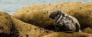Grey seal | Isles of Scilly Wildlife Trust