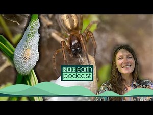 You Don't Need To Travel To Enjoy A Safari | BBC Earth Podcast Full Episode | BBC Earth