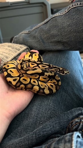 OD pastel ball python I.T.Creations ￼￼