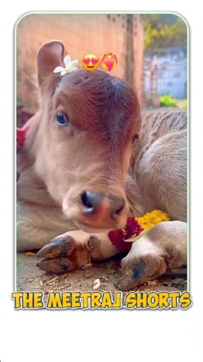 Adorable Little Cows: The Cutest Moments!