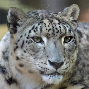 Snow leopards are rare, beautiful gray leopards who live in the mountains of Central Asia. They are insulated by thick hair, and their wide, fur-covered feet act as natural snowshoes. These endangered cats are in dramatic decline. | Cool Kids Love Nature