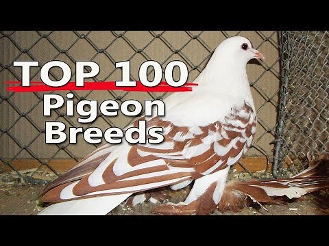 Top 100 Most Popular Pigeon Breeds