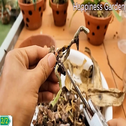 4.9K views · 89 reactions | Plant orchids in this pot — they will bloom profusely and grow new roots! ✅ | Orchid Garden USA | Facebook