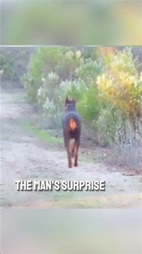 Doberman vs Wolves in the Wild | Incredible Animal Instinct & Survival Moment