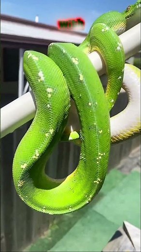 :3 Most Beautiful Snakes in the World | Nature's Hidden Wonders😱#BeautifulSnakes#snakesworld