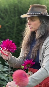 20 reactions |  Top care tips for Dahlias  Lessons in Gardening...