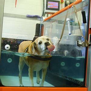 2M views · 2K reactions | The Animal Medical Center is a physiotherapy center just for animals. | Insider Animal Lovers | Facebook