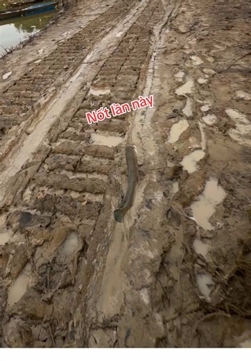 Mẹo câu lure cá lóc hiệu quả