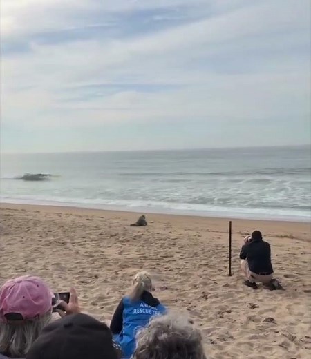 VIDEO: Mystic Aquarium releases ‘Cannoli’ the seal back into ocean after month-long rehabilitatio...
