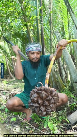 ফল সংগ্রহের আগে কেন গাছে হাতুরি দিয়ে আঘাত করা হয়। Nipa palm tree