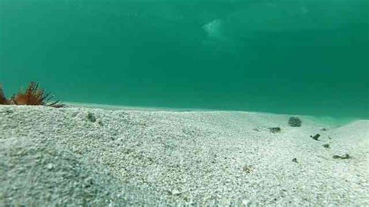 Sea urchin walks along the floor