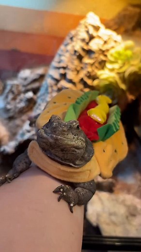 1.4K views · 501 reactions | Lizard? More like hot dog with more mustard  #chuckwalla #lizard #reptile #happyhalloween #hoppinhelp | Hopp'in Help | Facebook