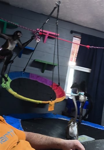 Flying spider monkey Ryker