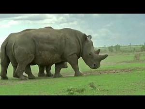 One of the two last white rhinos pulled from breeding