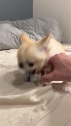 Hilarious Reactions of Angry Dogs